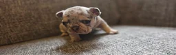 French Bulldog dogs for sale: Beautiful French bulldog dog merle puppies  - Advert 8