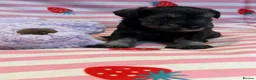 Miniature Schnauzer dogs for sale: Beautiful kc Reg mini schnauzers pups available. - Advert 14