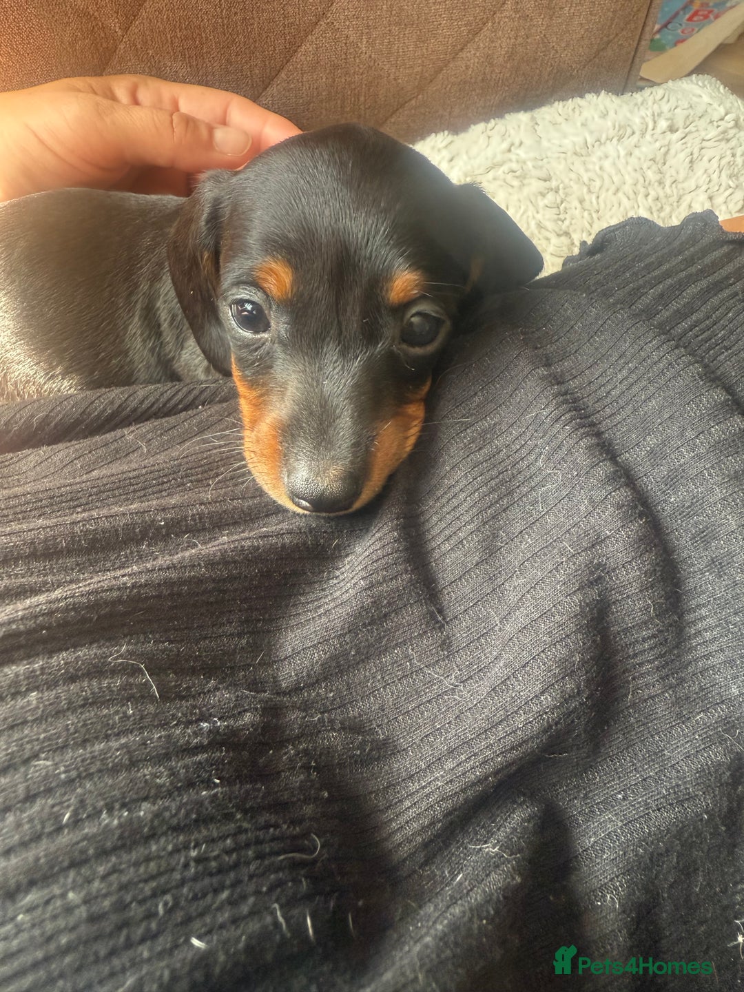 Miniature Dachshund dogs for sale: Miniature daschunds - Image 2