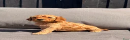 Cockapoo dogs for sale: Mr Rodney Murphy  - Advert 6