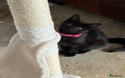 British Longhair cats for sale: Beautiful 10 week old kitten  - Image 2