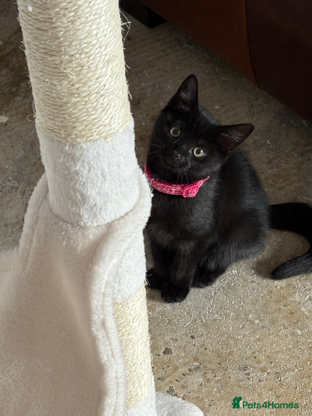 British Longhair cats for sale: Beautiful 10 week old kitten  - Image 2