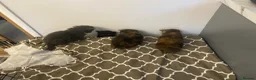 Mixed Breed cats for sale: Gorgeous kittens - Advert 9