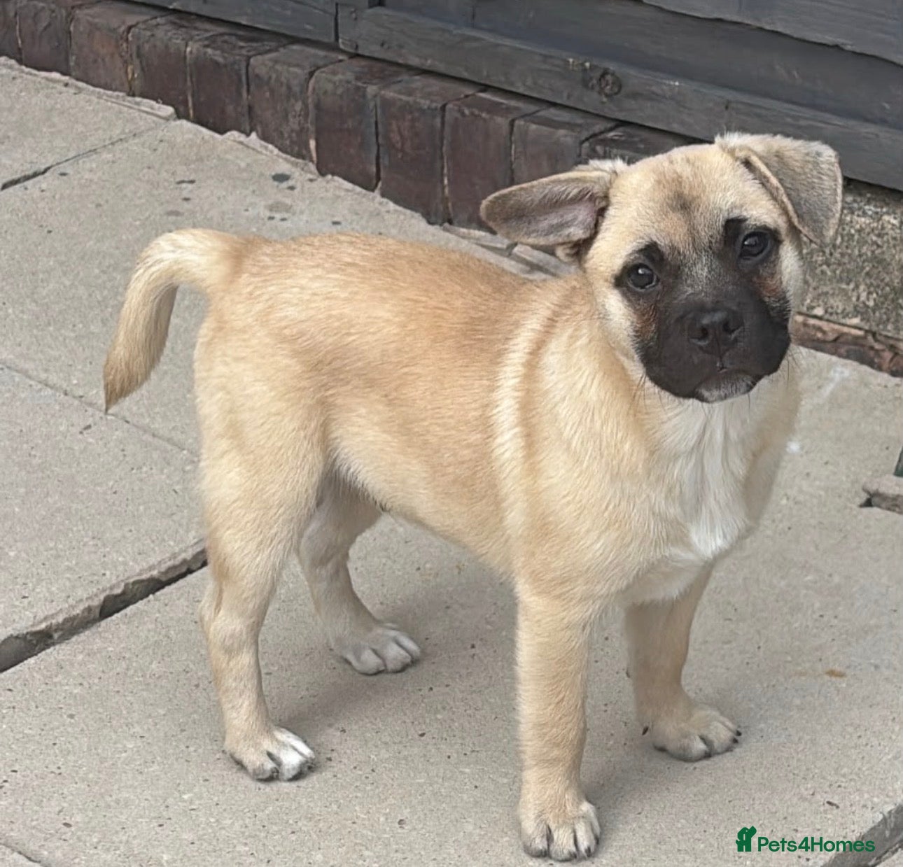 Mixed Breed dogs Frenchie x Pomsky Pup for sale £350 - Advert 3