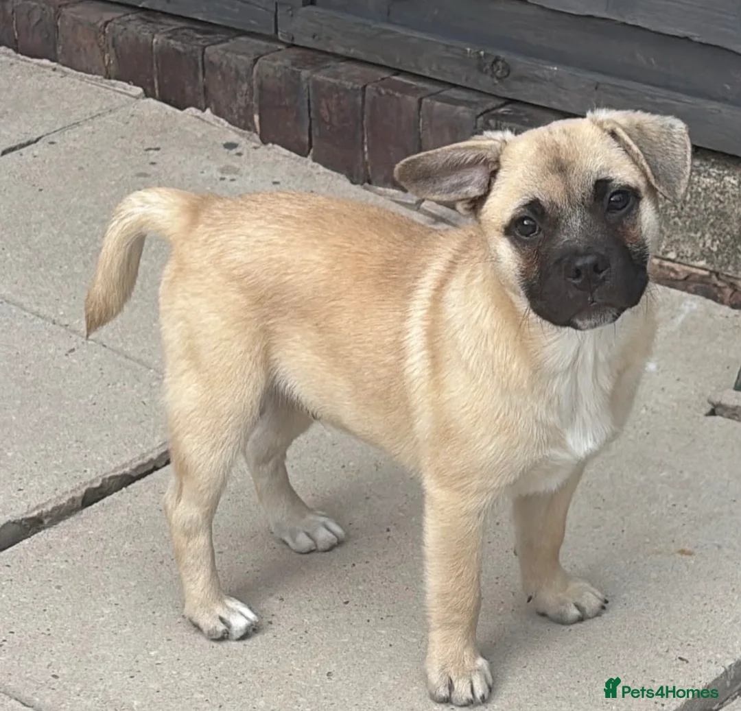 Mixed Breed dogs for sale: Frenchie x Pomsky Pup for sale £350 - Advert 1