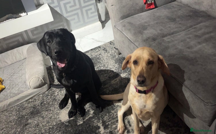 Labrador Retriever dogs - Advert 5