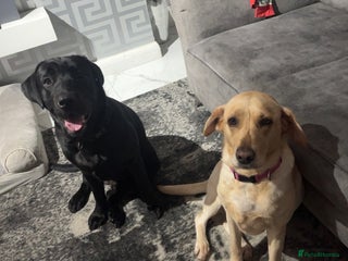 Labrador Retriever dogs - Advert 29