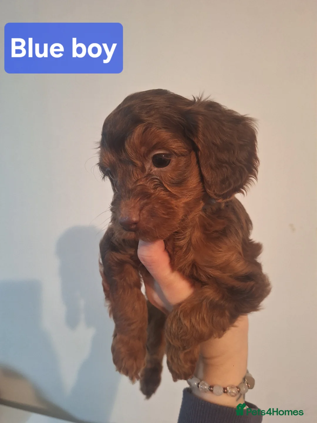 Cockapoo dogs for sale: Cockapoo puppies - Advert 12