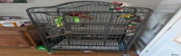Lorikeets birds for sale: Rainbow lorikeet  - Advert 2