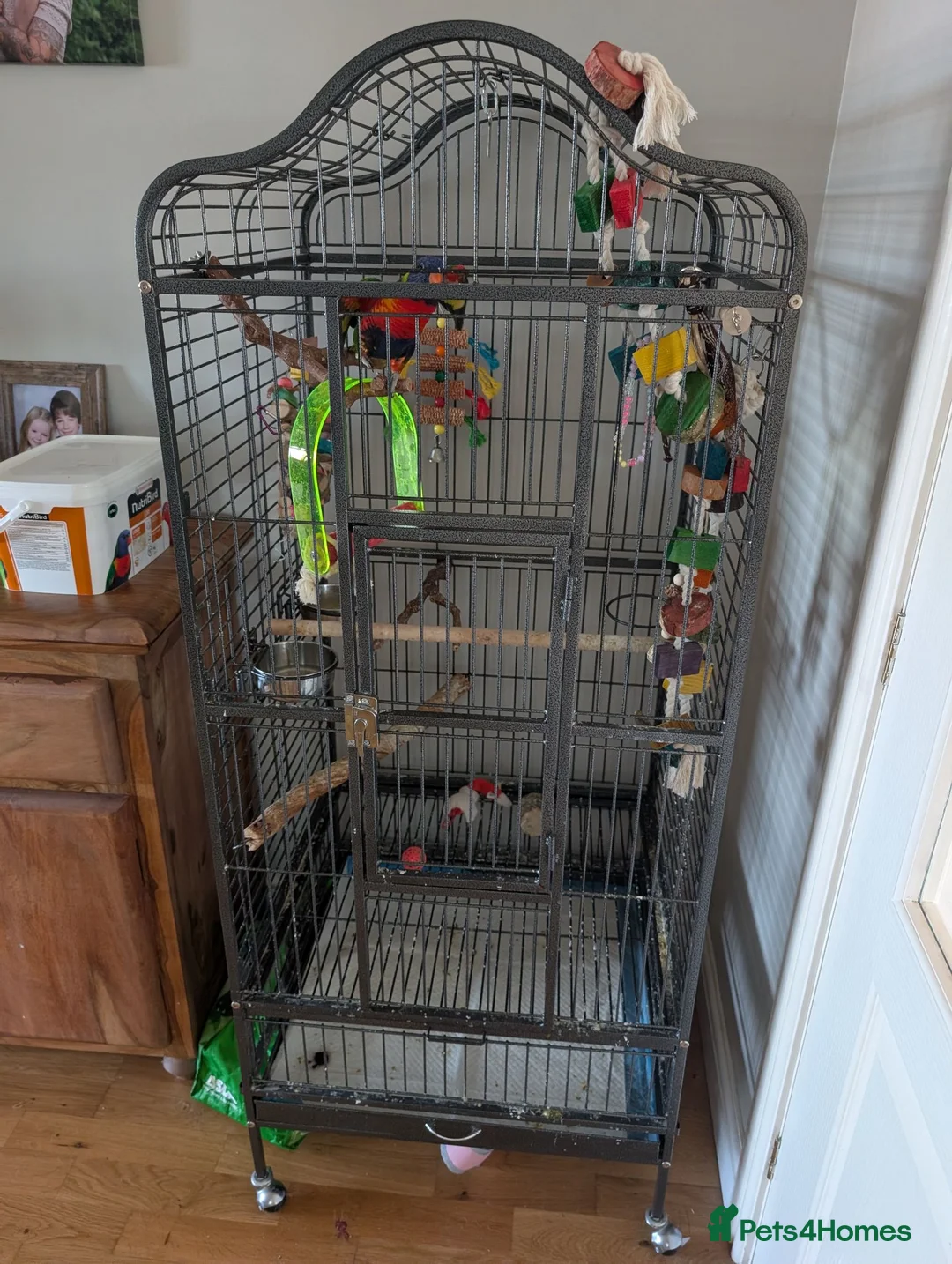 Lorikeets birds for sale: Rainbow lorikeet  - Advert 2