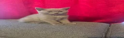 British Shorthair cats for sale: 1British shorthair boy ready go  new home ❤️ - Advert 17