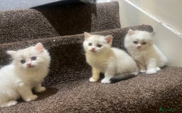 British Shorthair cats for sale: British shorthair  - Image 8