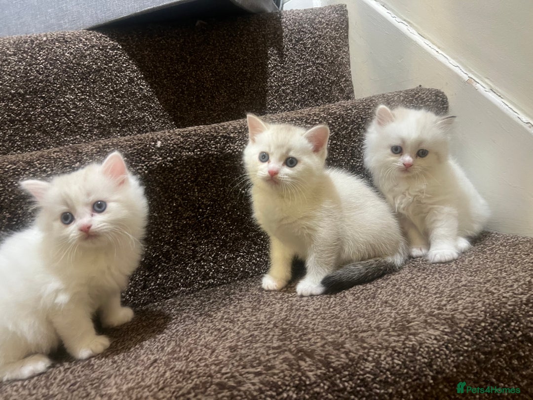 British Shorthair cats for sale: British shorthair  - Image 8