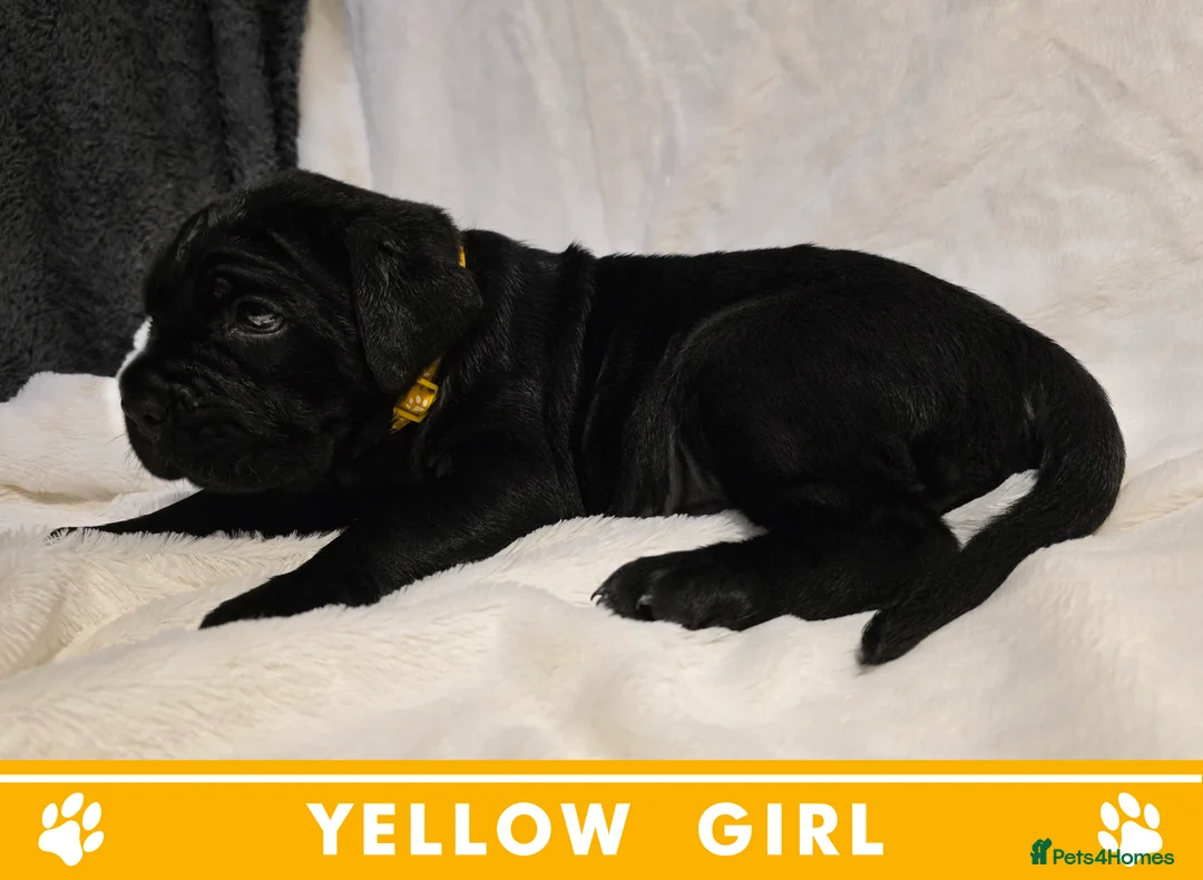 Cane Corso dogs for sale: ⭐️Cane Corso Pups⭐️Pure Championship Genes🏆 - Advert 20