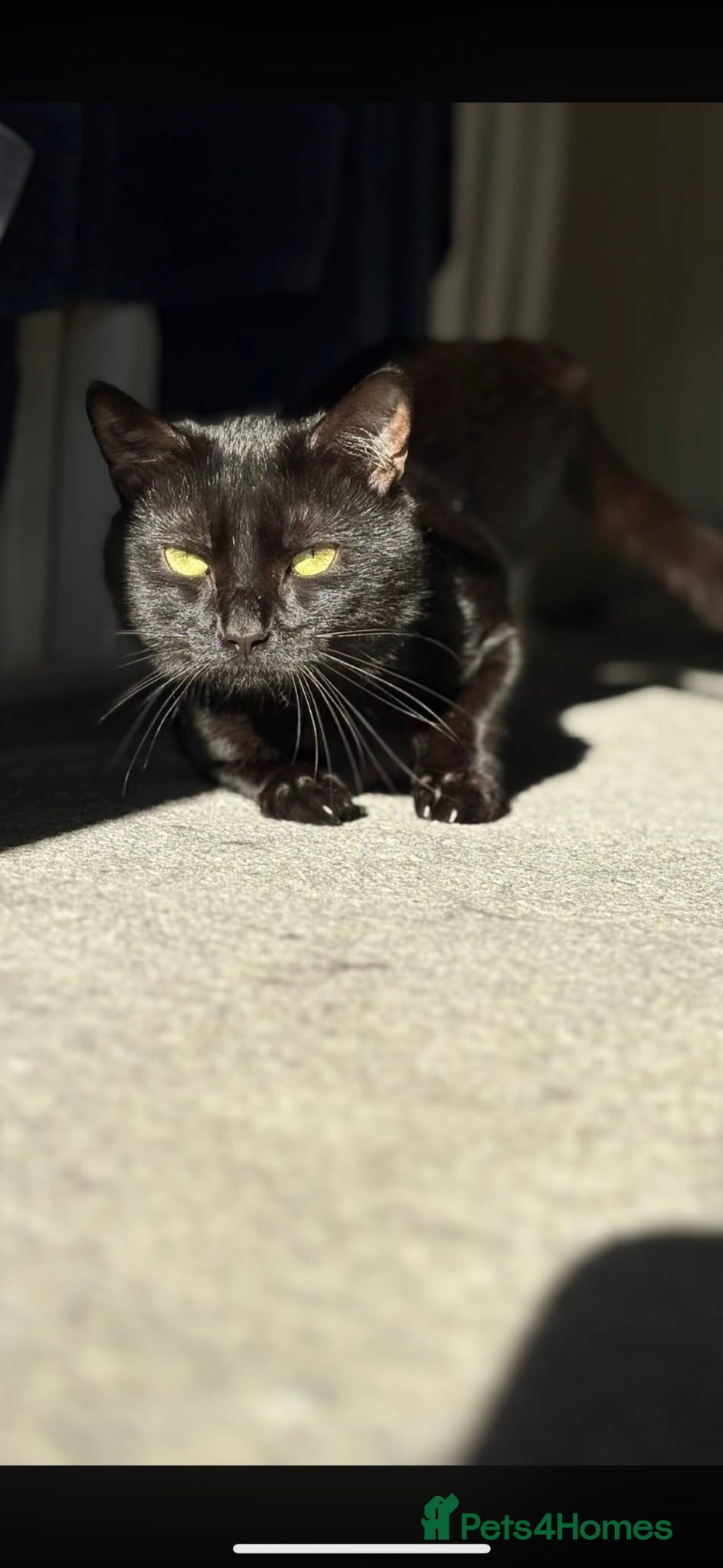 Mixed Breed cats 23 MONTH OLD MALE CAT FOR SALE/adoption  - Advert 1