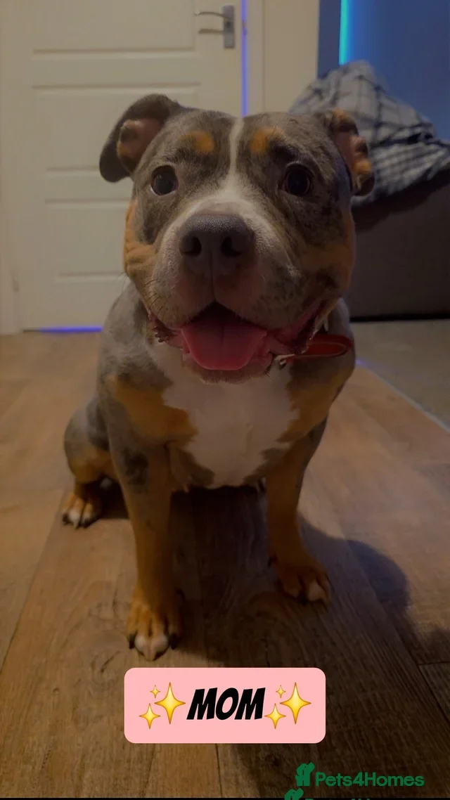 American Bully dogs for sale: ✨️💖American Bully (pocket) Puppies💖✨️ - Advert 3