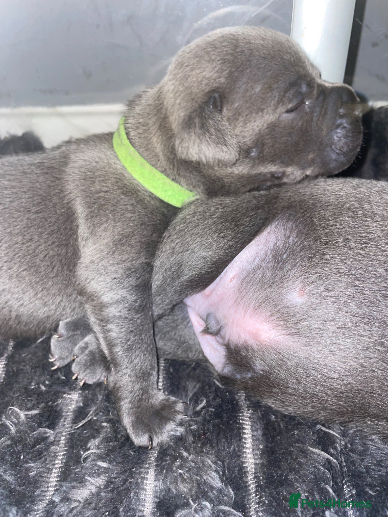 Staffordshire Bull Terrier dogs 7 beautiful KC staffy puppy.. 1 boy left  - Advert 4