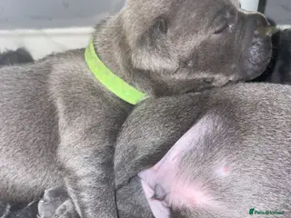 Staffordshire Bull Terrier dogs 7 beautiful KC staffy puppy.. 1 boy left - Advert 4