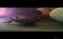 Axolotl reptiles for sale: Axolotls  - Image 2