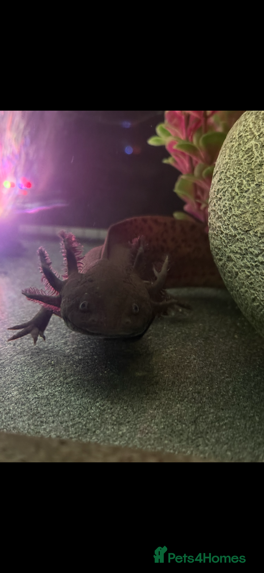 Axolotl reptiles for sale: Axolotls  - Image 2