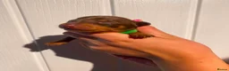 Miniature Pinscher dogs for sale: Miniature Pinschers, Chocolates - Advert 16