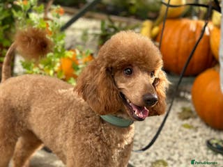 Miniature Poodle dogs RED MINIATURE POODLE STUD in Mansfield - Advert 16