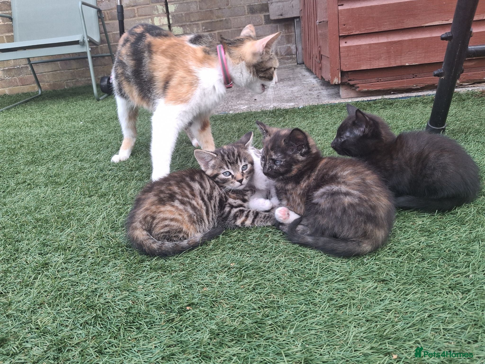 Mixed Breed cats Kittens - Advert 3