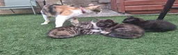 Mixed Breed cats for sale: Kittens - Advert 1