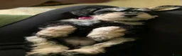 Schnoodle dogs for sale: Happy confident Schnoodle puppies  - Advert 7