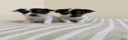 Jack Russell dogs for sale: Minature jack russells in Coventry - Advert 3