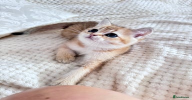 Scottish Fold cats - Advert 11
