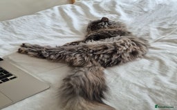 Persian cats for sale: Blue/cream persian kitten / cat 1 year - Image 6
