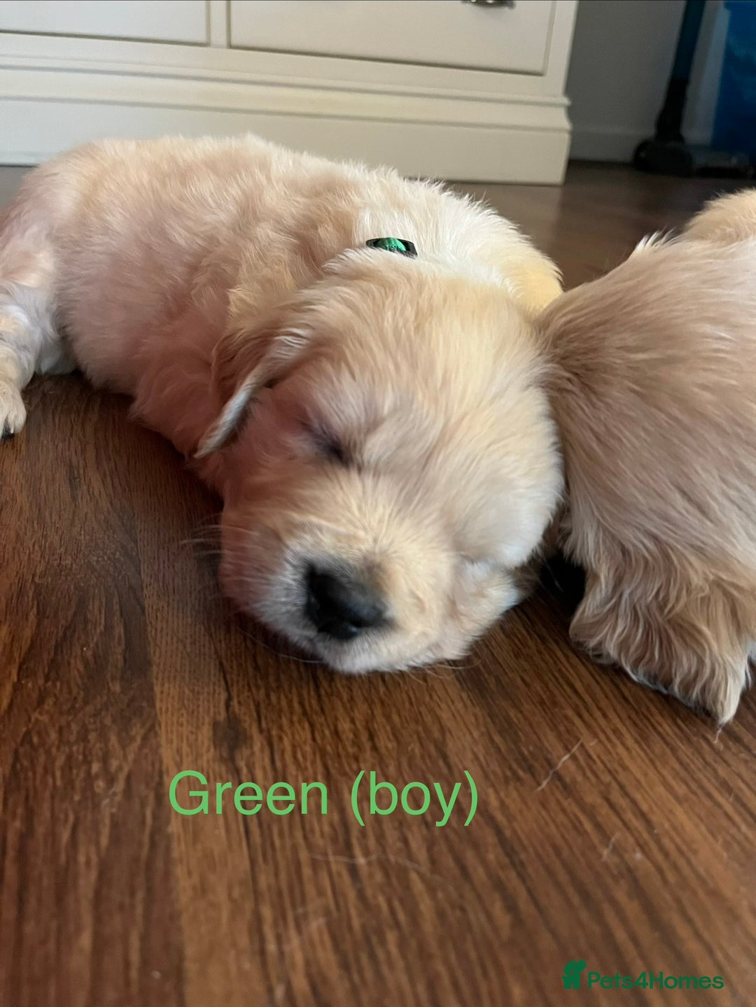 Golden Retriever dogs for sale: KC registered Golden Retriever puppies  - Advert 22