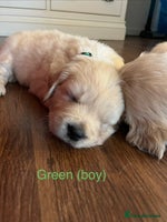 Golden Retriever dogs - Advert 1