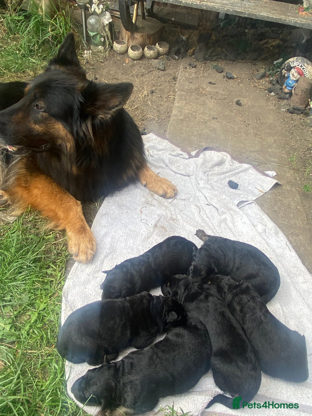 German Shepherd dogs for sale: beautiful long haired working german shepards - Image 16