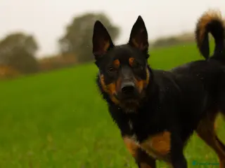 Mixed Breed dogs Jax (read description) - Advert 2