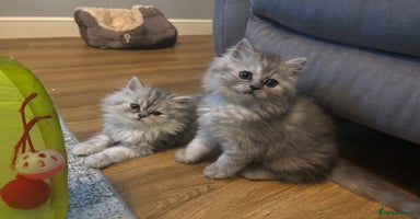Persian cats - Advert 3
