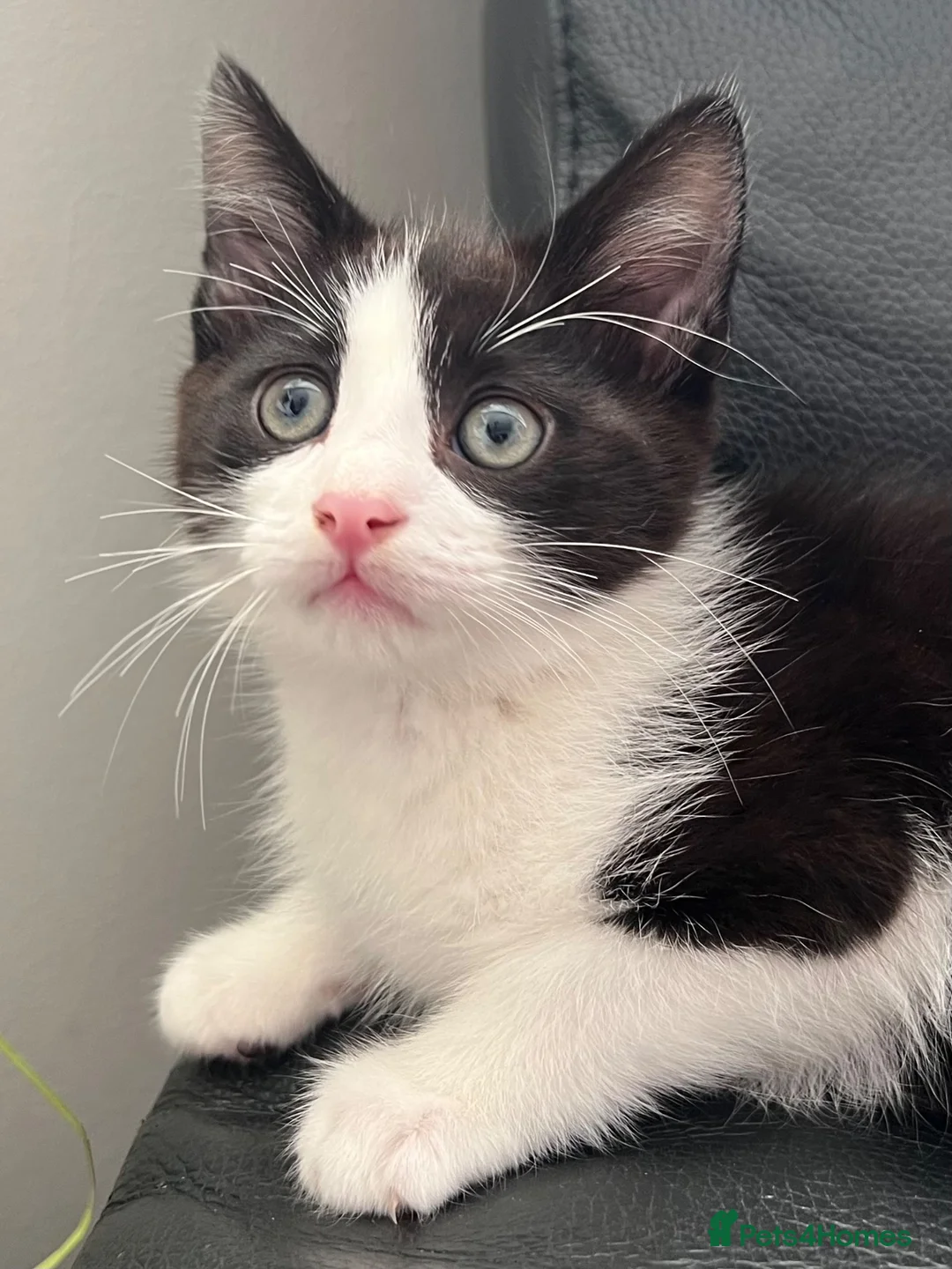 Ragdoll cats for sale: Beautiful Ragdoll X - Advert 1