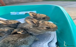 Mixed Breed rabbits for sale: Mini lop X bunnies - Image 7