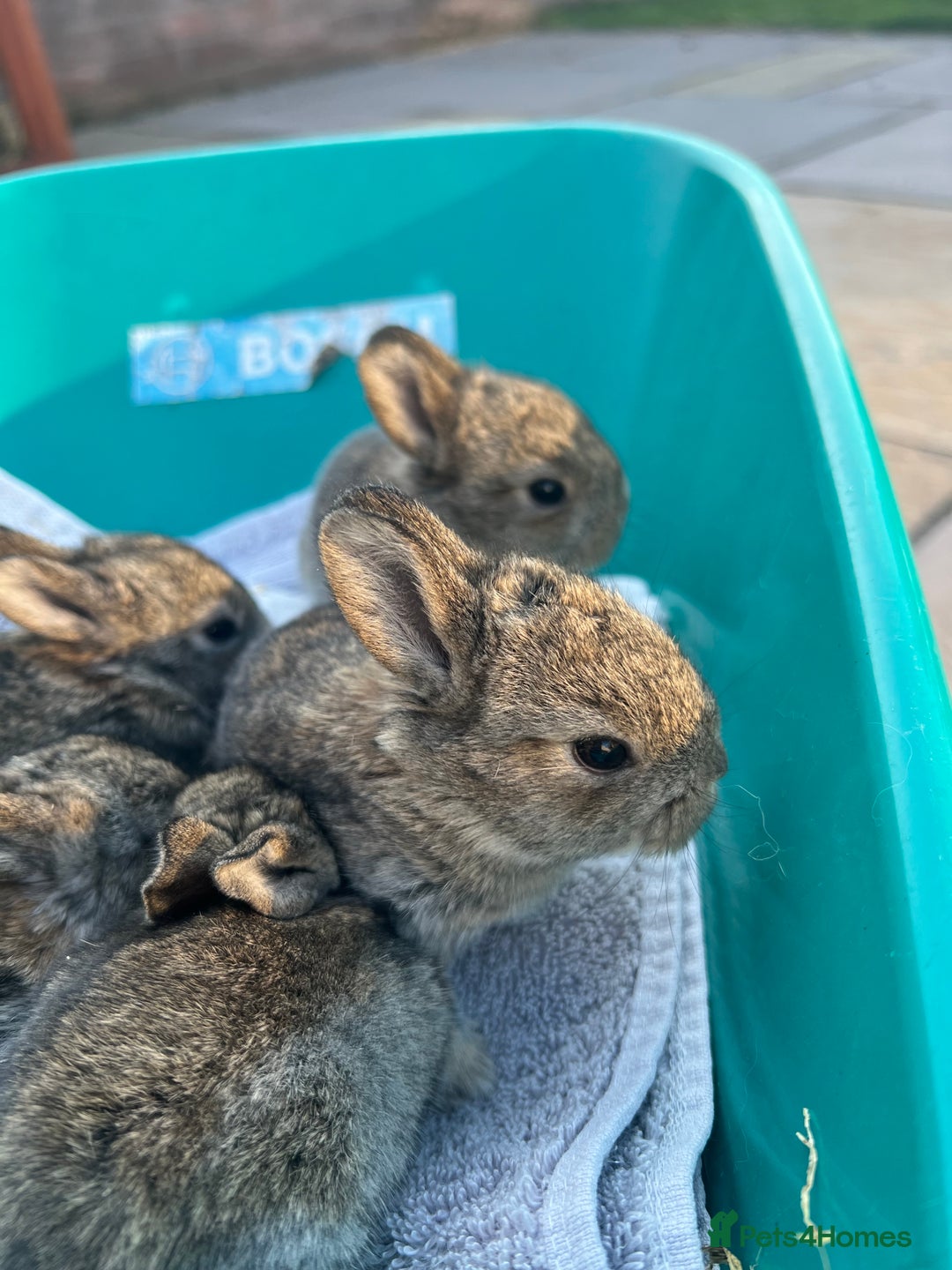Mixed Breed rabbits for sale: Mini lop X bunnies - Image 7
