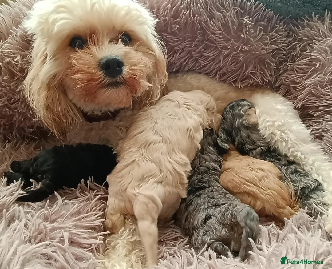 Cavapoo dogs for sale: Beautiful Rare F1B cavapoo puppies  - Advert 1