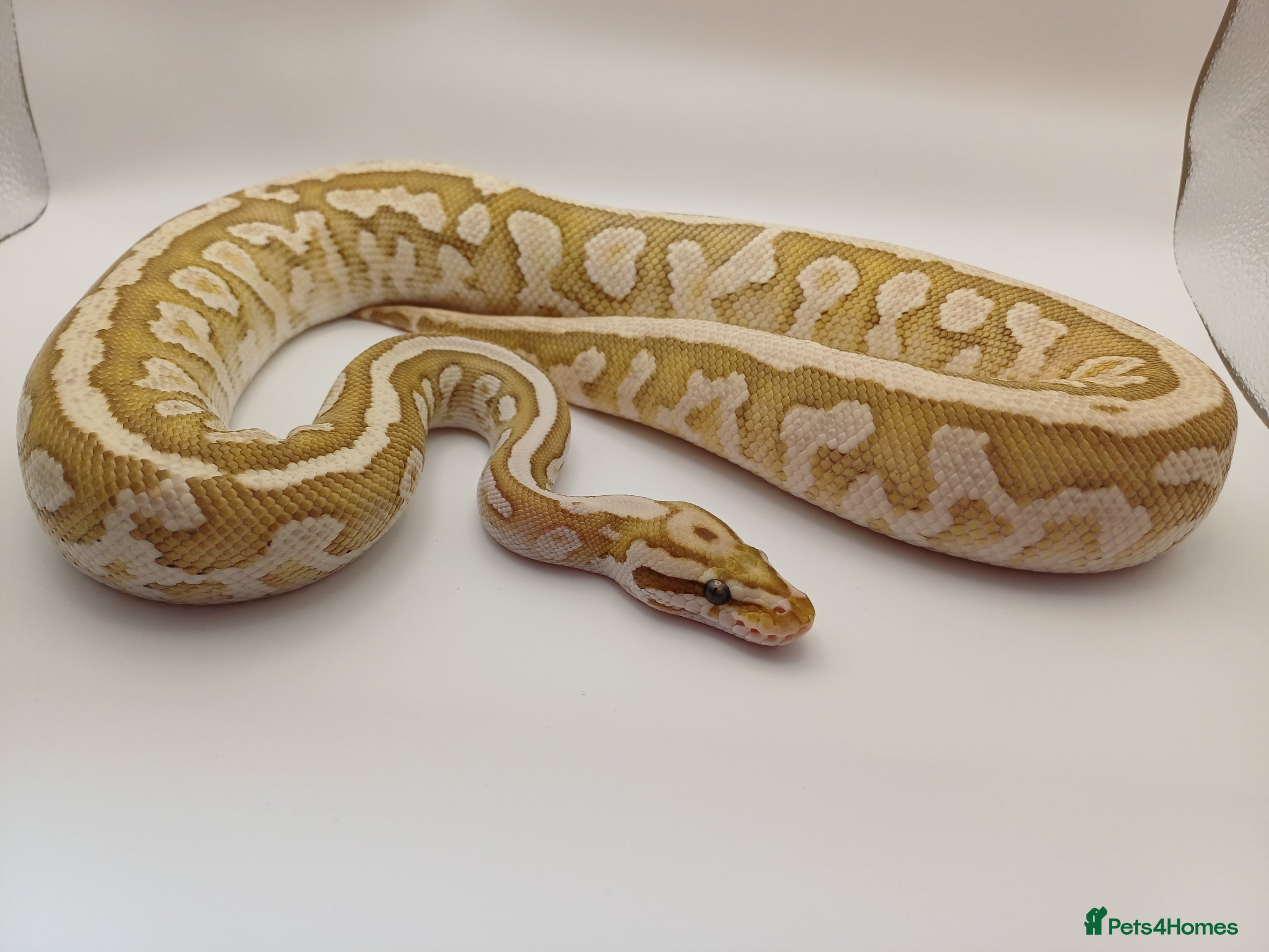 Python Snake reptiles 2x male ball pythons - Advert 4