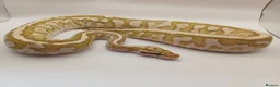 Python Snake reptiles for sale: 3x ball pythons - 2 male, 1 female in Hayling Island - Advert 4