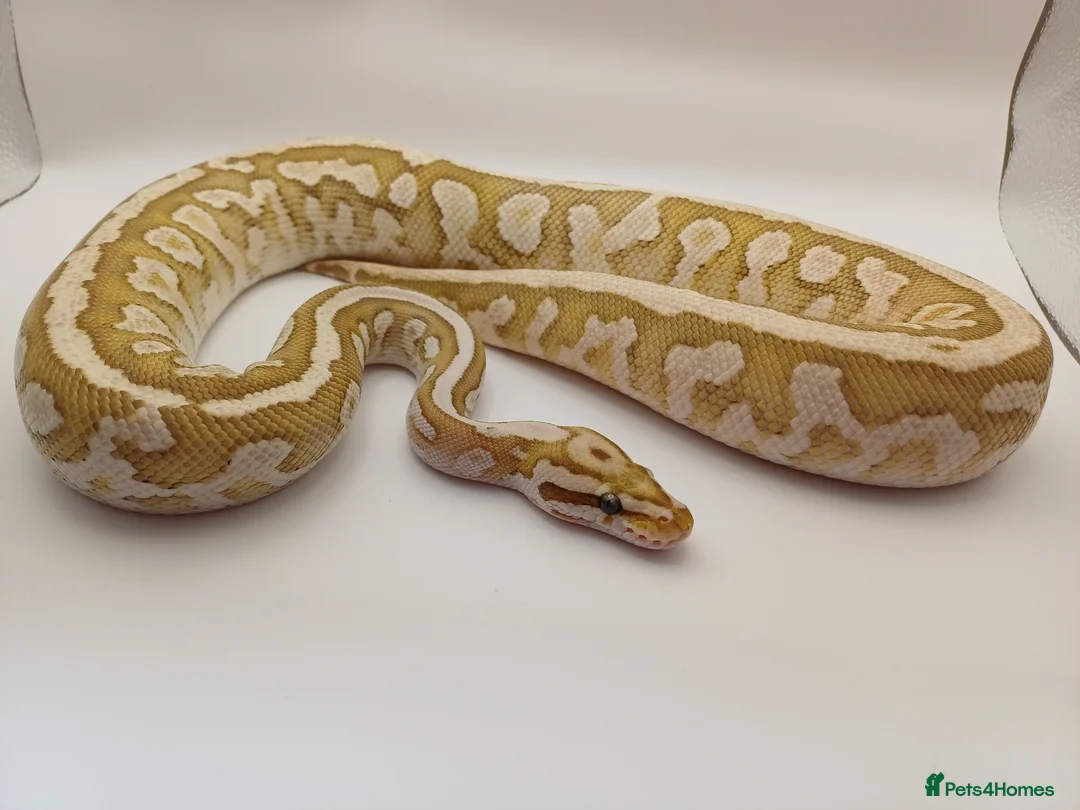Python Snake reptiles for sale: 2x ball pythons - Advert 1