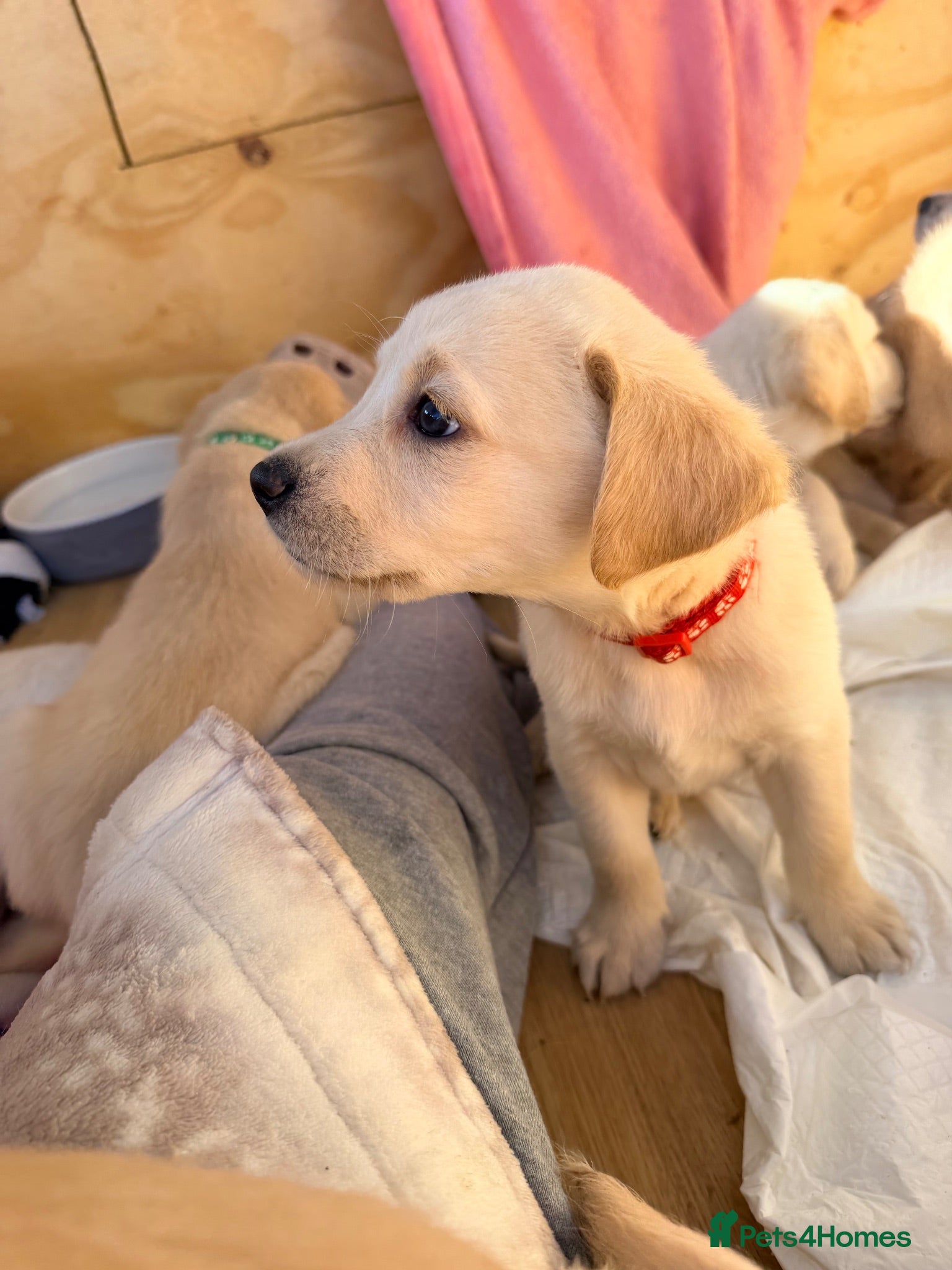 Goldador dogs 🐾 Stunning Goldador Puppies 2 girls left 🐾 - Advert 2