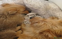 Pomeranian dogs for sale: Gorgeous female Pomeranian Terrier Mix 1 Left! - Image 4