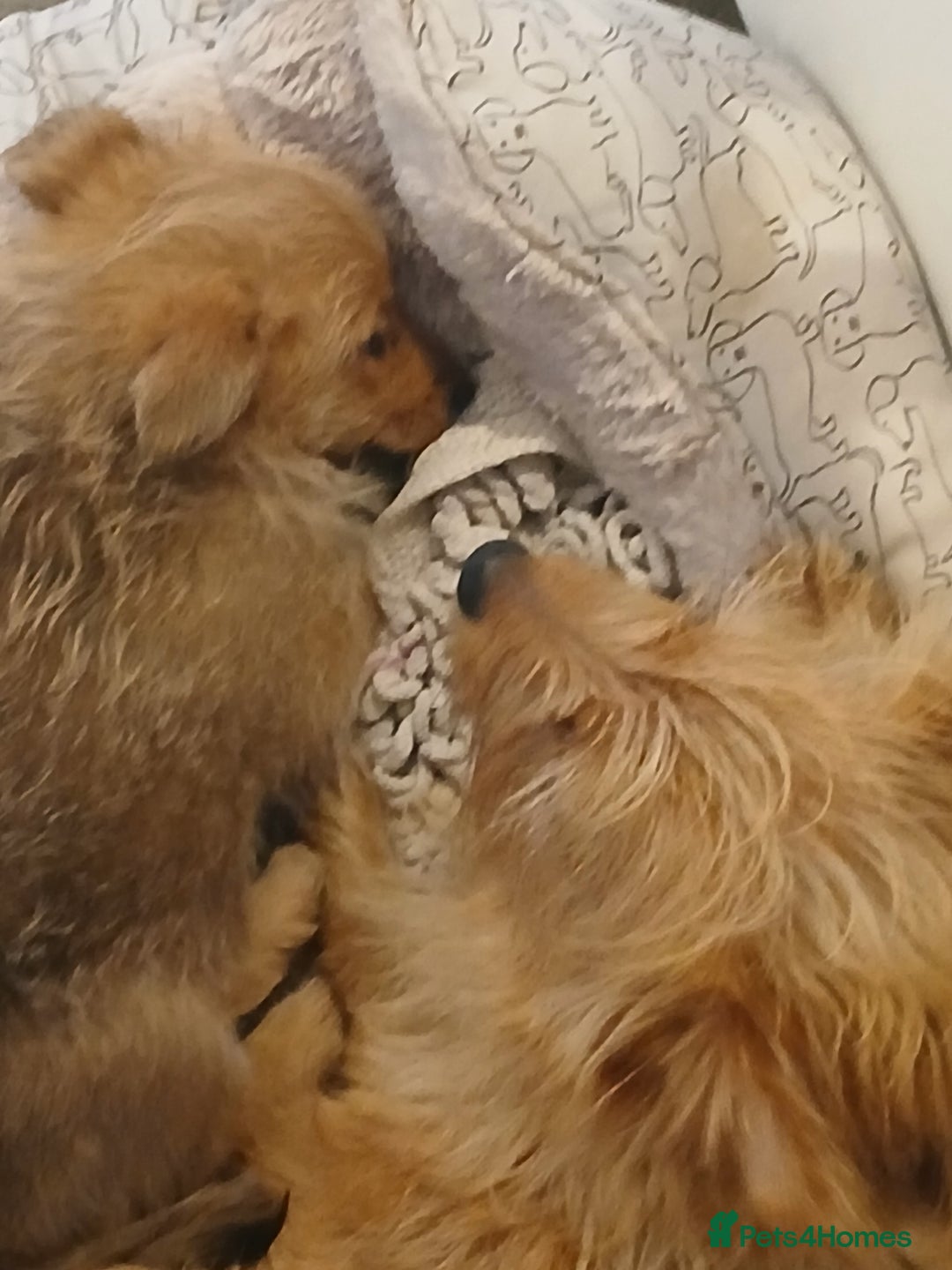 Pomeranian dogs for sale: Gorgeous female Pomeranian Terrier Mix 1 Left! - Image 4