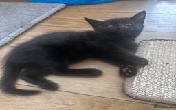 Turkish Angora cats for sale: 2 Turkish anagora X Bombay kittens - Image 3