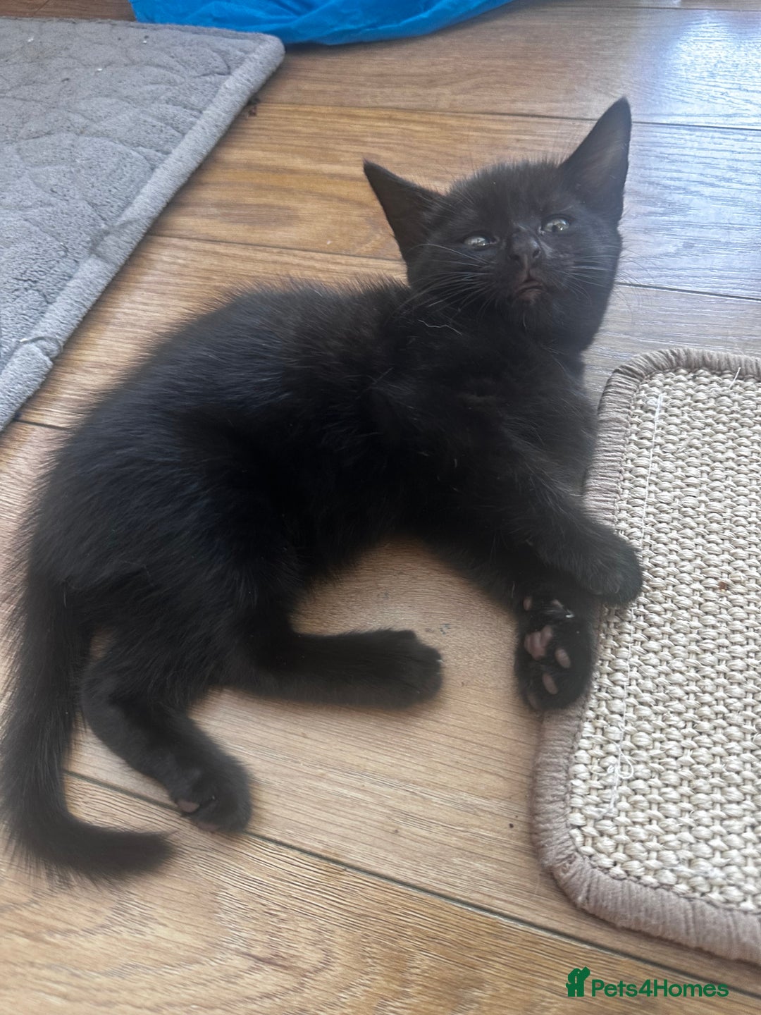 Turkish Angora cats for sale: 2 Turkish anagora X Bombay kittens - Image 3