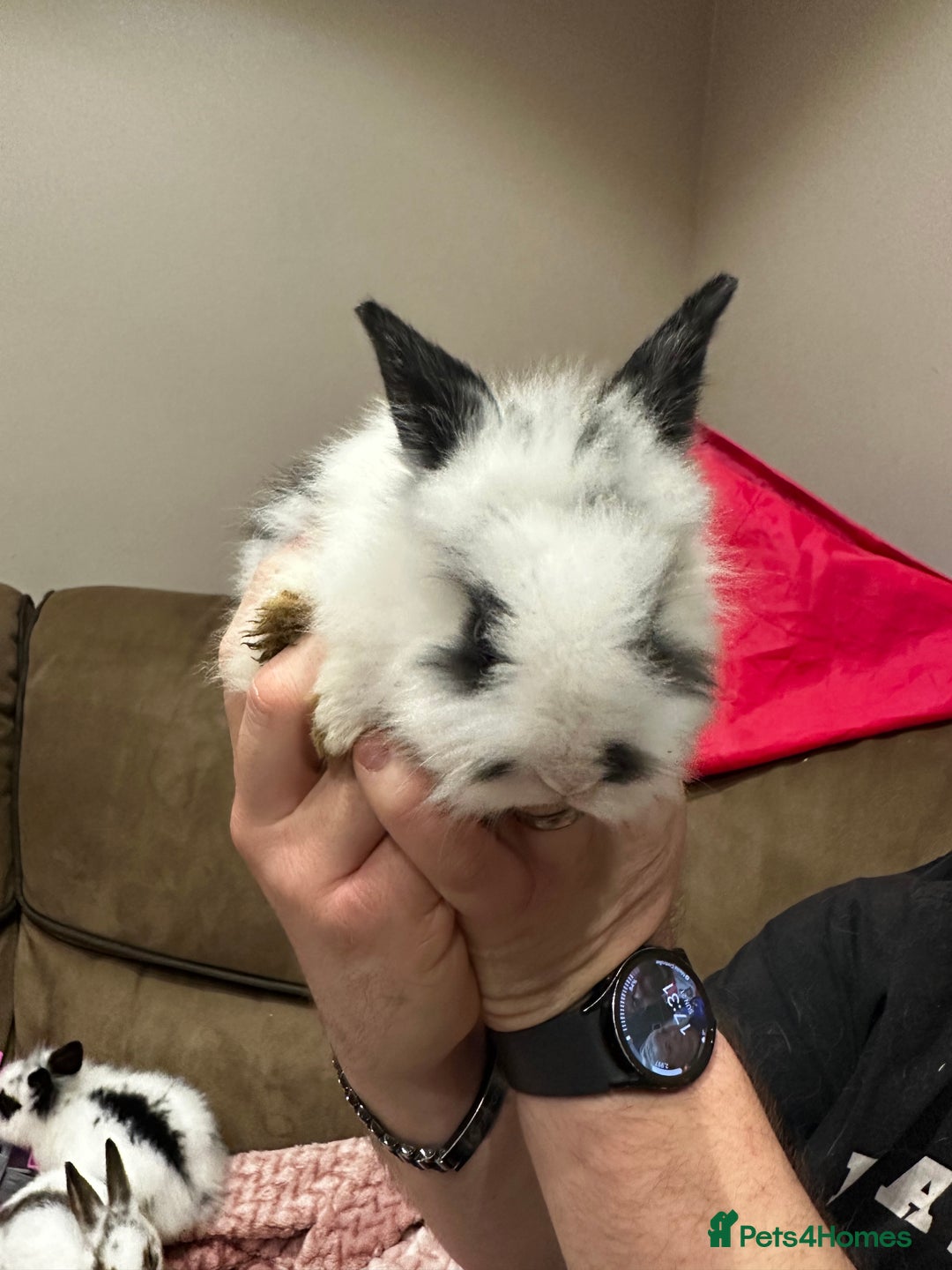 Mini Lion Lop rabbits for sale: Baby rabbits ready to leave for  **  ❤️ - Advert 8